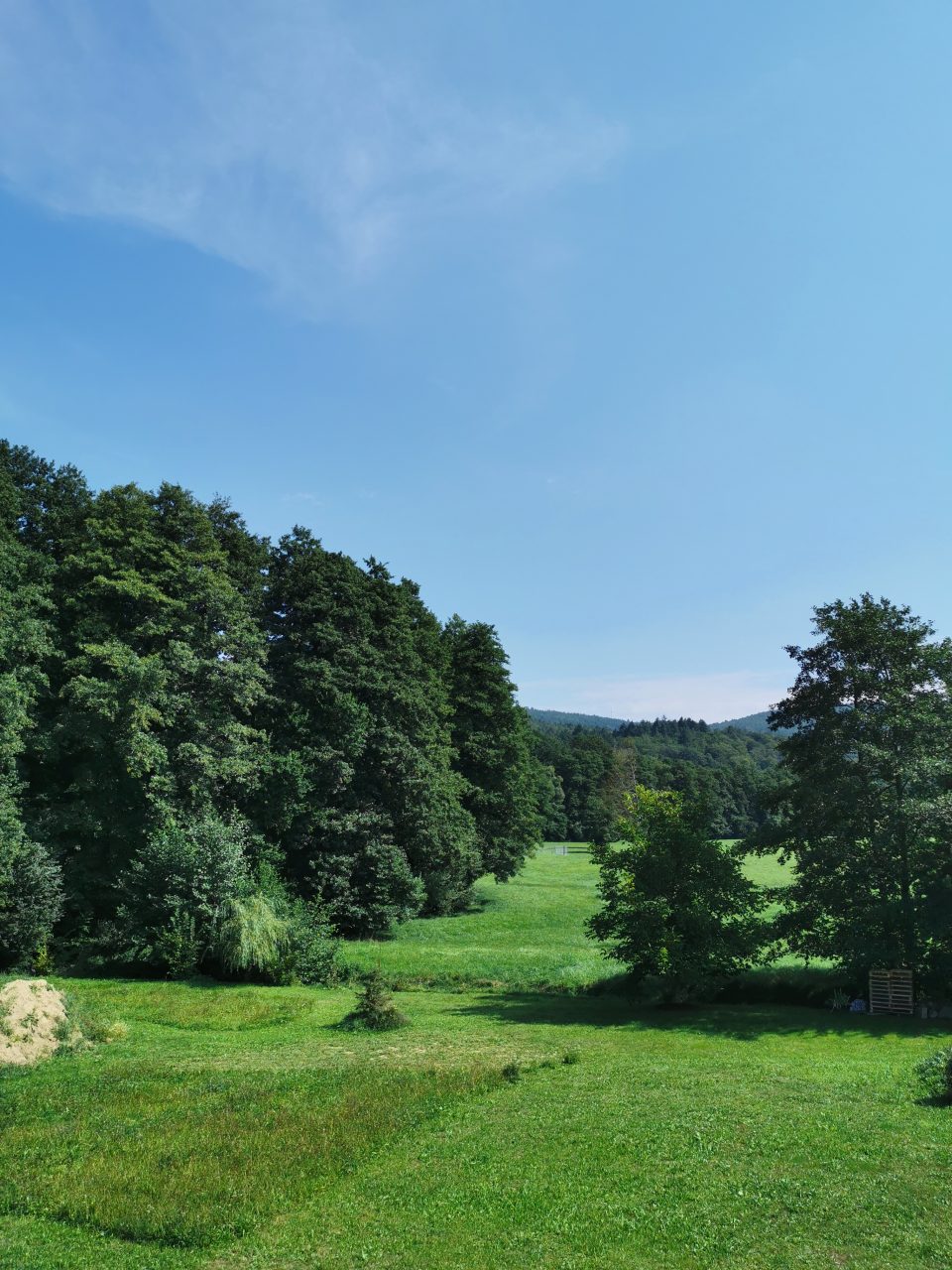 Waldblick