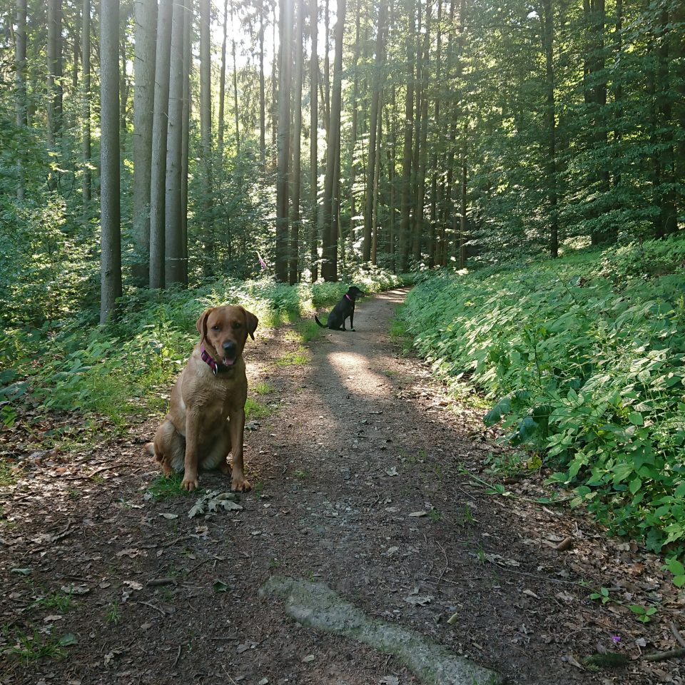 Waldweg mit Hunden