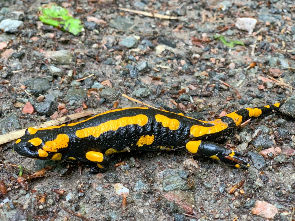 Salamander