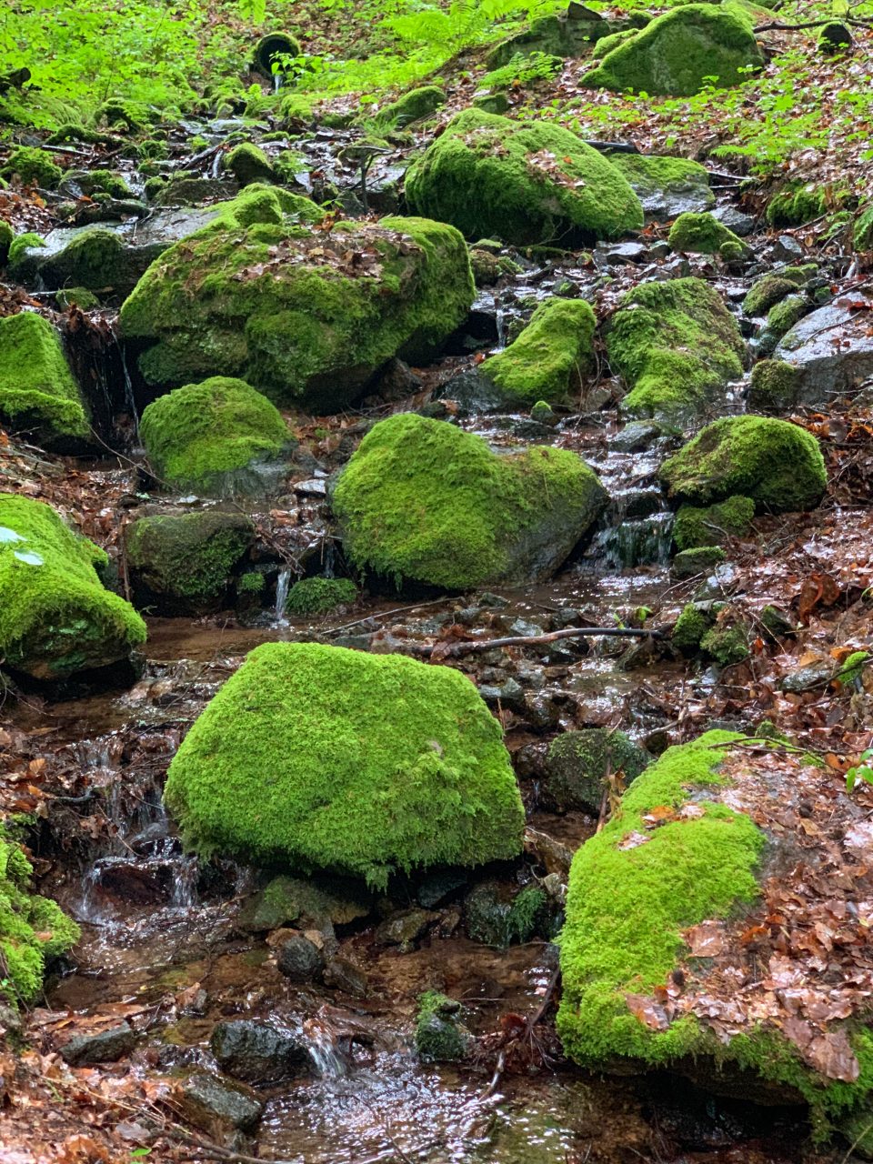 Bachlauf im Wald