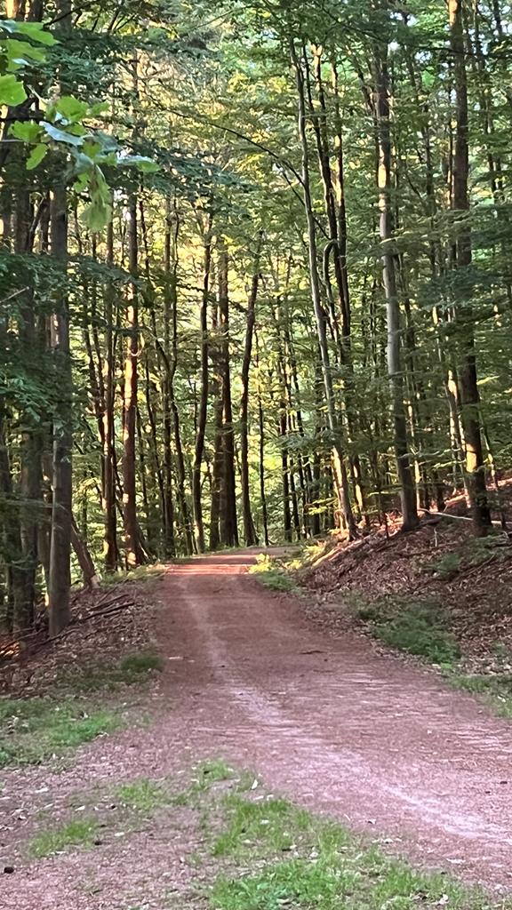 Wald