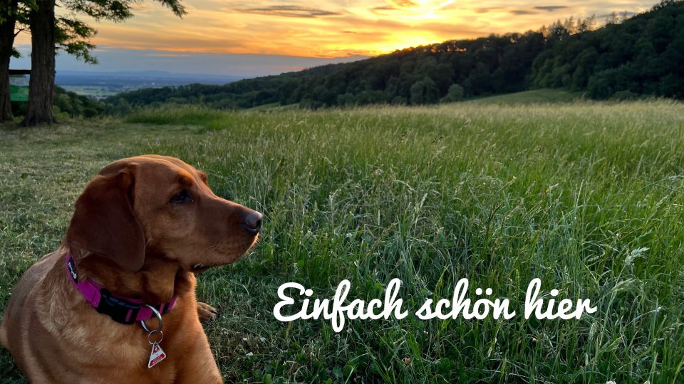 Hund in der Wiese