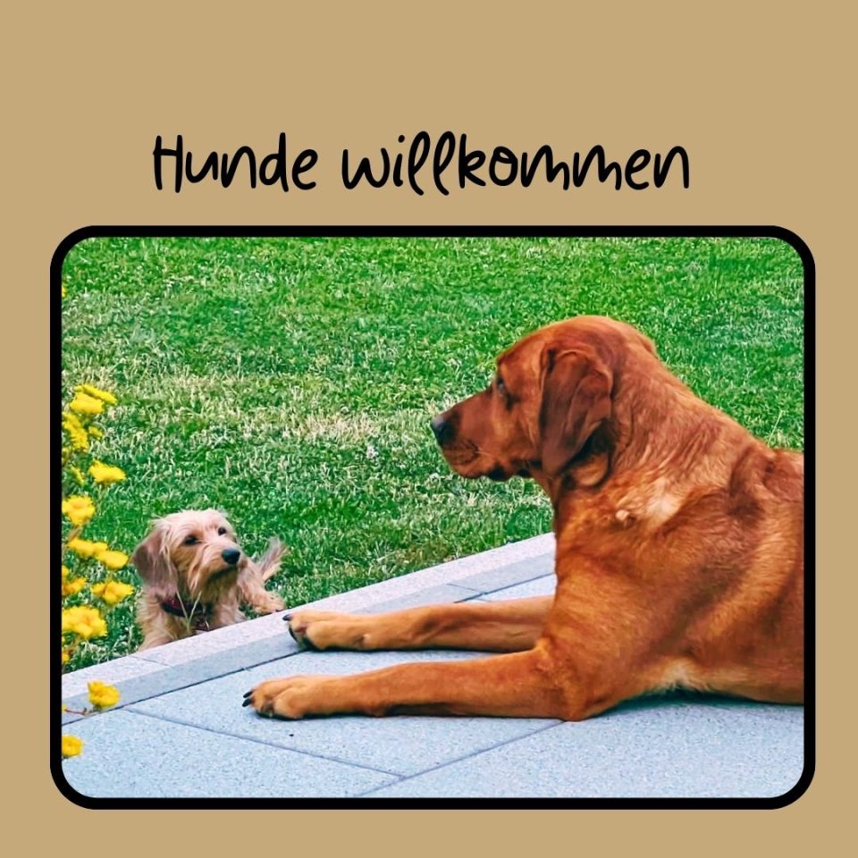 Zwei Hunde im Garten