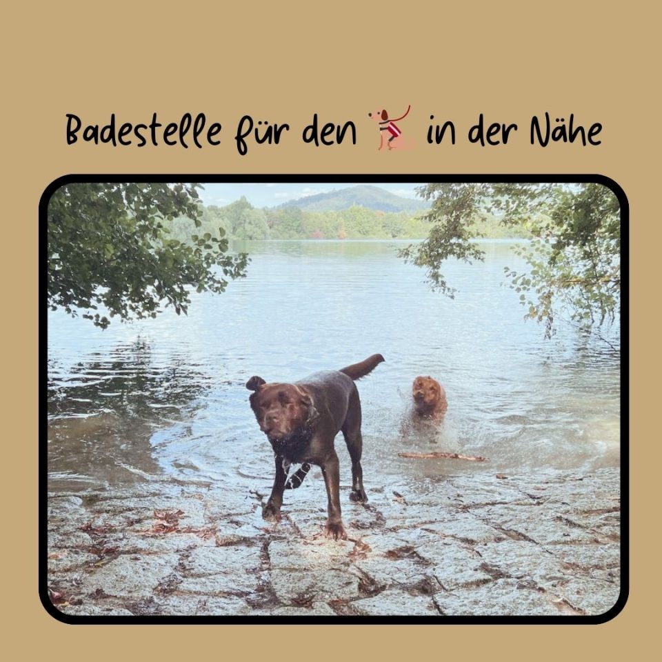 Badender Hund